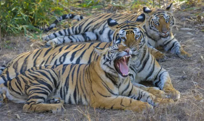 Framed Print : Bengal tigers, Bandhavgarh National Park, India