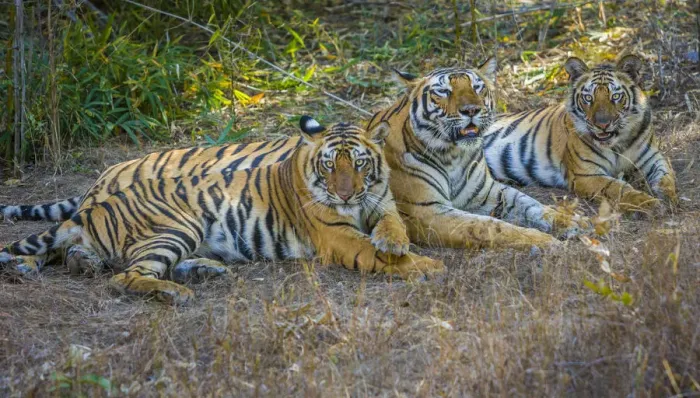 Framed Print : Bengal tigers, Bandhavgarh National Park, India Framed Print : Bengal tigers, Bandhavgarh National Park, India