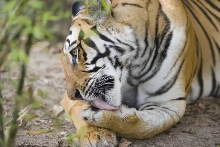 Framed Print : Bengal tigress licking paw, early morning, dry season