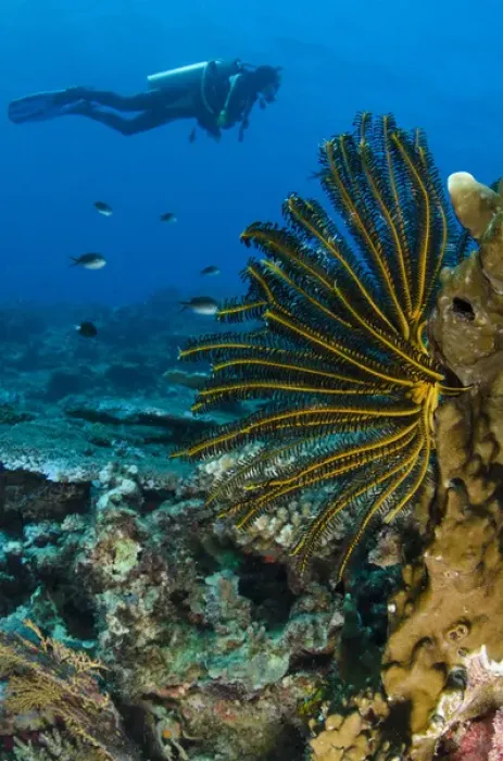Framed Print : Bennetts Feather Star (Oxycomanthus bennetti), Rainbow Reef, Fiji. South Pacific