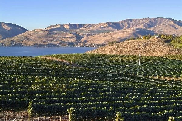 Benson Winery vineyard rolls down to Lake Chelan, Washington, with mountains across the lake