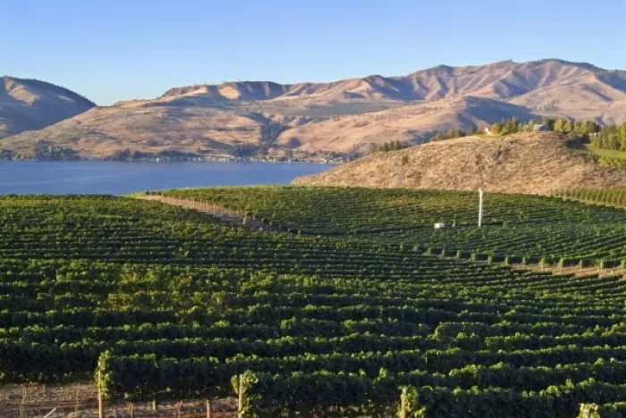 Framed Print : Benson Winery vineyard rolls down to Lake Chelan, Washington, with mountains across the lake Framed Print : Benson Winery vineyard rolls down to Lake Chelan, Washington, with mountains across the lake