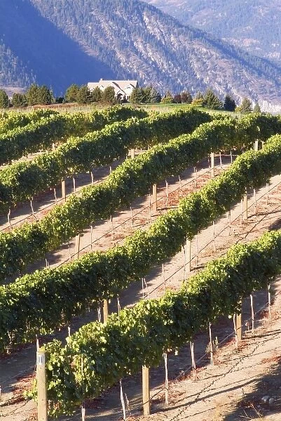 Benson Winery vineyard rolls down to Lake Chelan, Washington, with dry mountains across the lake