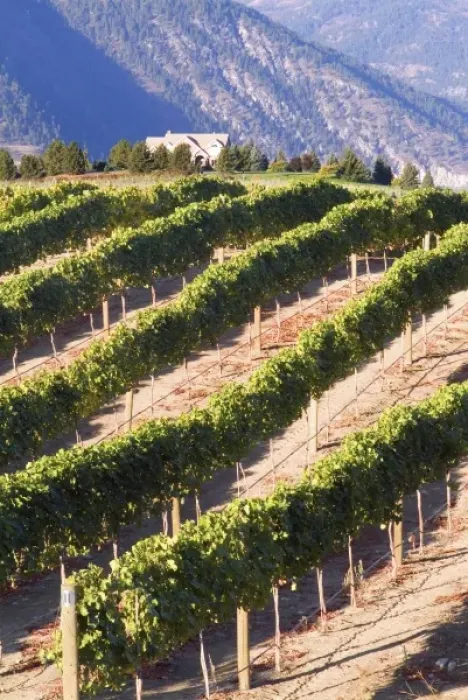 Framed Print : Benson Winery vineyard rolls down to Lake Chelan, Washington, with dry mountains across the lake Framed Print : Benson Winery vineyard rolls down to Lake Chelan, Washington, with dry mountains across the lake
