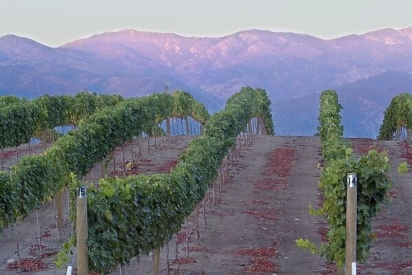 Benson Winery vineyard rolls down to Lake Chelan, Washington, with sunrise red glow