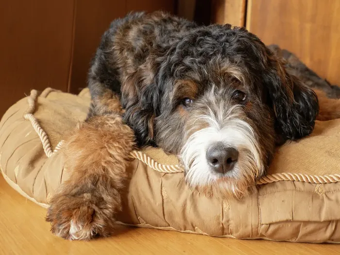 Framed Print : Bernedoodle dog lying on a dog bed Framed Print : Bernedoodle dog lying on a dog bed