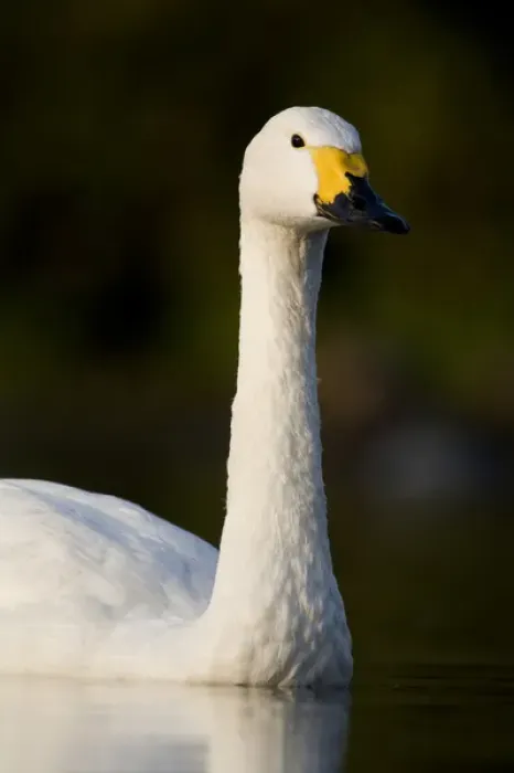 Framed Print : Bewicks Swan (Cygnus columbianus) portrait. UK Framed Print : Bewicks Swan (Cygnus columbianus) portrait. UK
