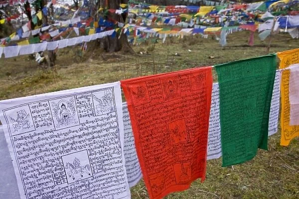 Bhutan, Dochu La. Prayer flags cover the hillside forest atop the pass