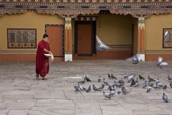 Bhutan, Thimphu. A monk feeds the pigeons inside the courtyard of Tashi Chho Dzong