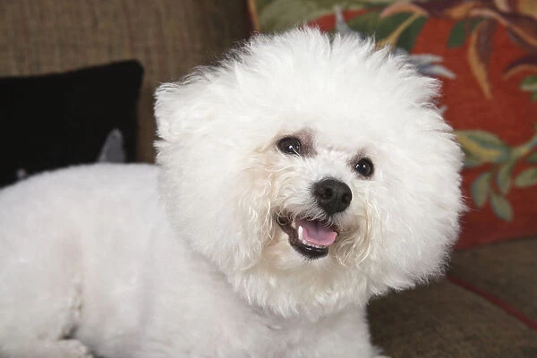 Bichon Frise dog lying on the couch looking happy. (PR)