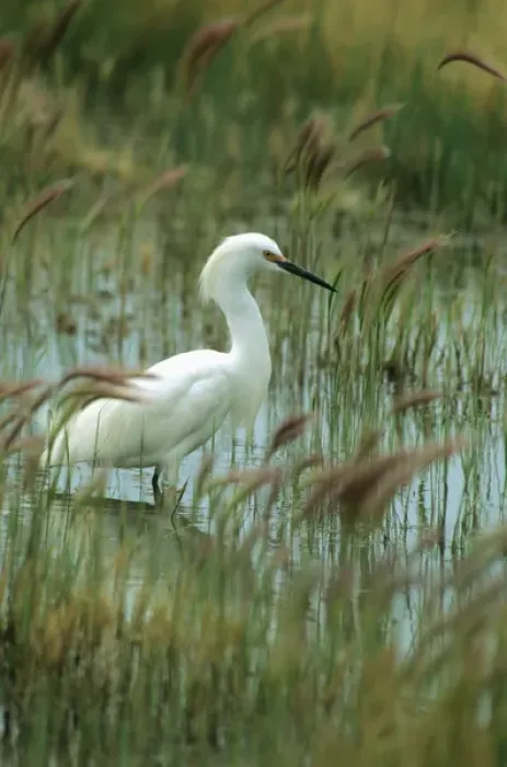 Framed Print : BIDI-4 Snowy Egret (Egretta thula) wading in the marsh. Fish Springs Wildlife Refuge, Utah