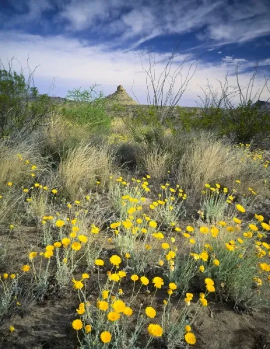 Framed Print : BIG BEND NATIONAL PARK, TEXAS. USA. Desert marigolds (Baileya multiradiata) blooming Framed Print : BIG BEND NATIONAL PARK, TEXAS. USA. Desert marigolds (Baileya multiradiata) blooming