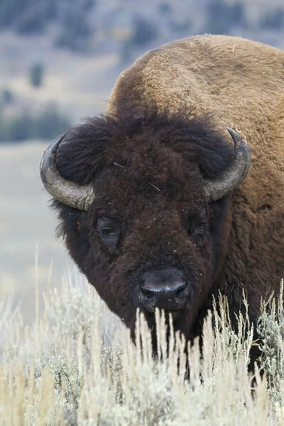 Big Bison Bull