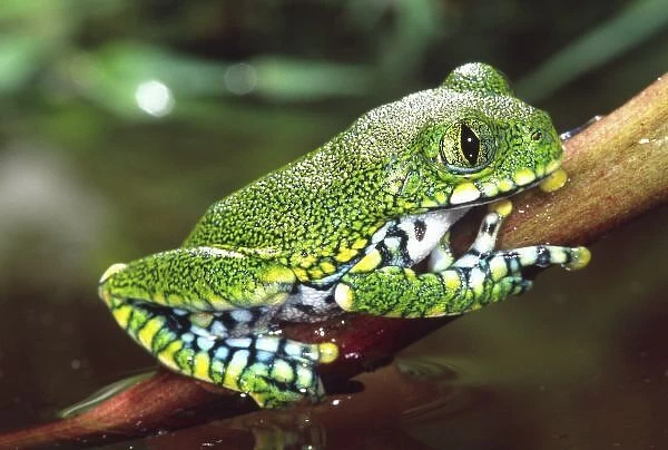 Big Eye Treefrog