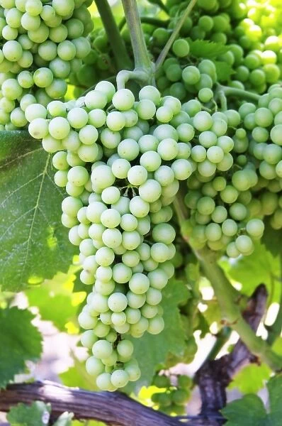 Big grape bunch. Muscat grape variety. Kantina Miqesia or Medaur winery, Koplik. Albania
