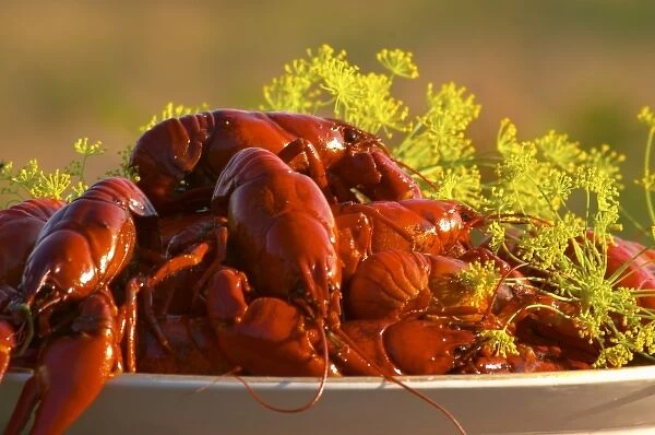 Big heap of traditional Swedish crayfish and dill on a plate against a nature background