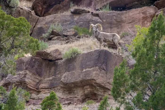 Framed Print : Big horn ram on cliff, Dinosaur National Monument, Utah, USA Framed Print : Big horn ram on cliff, Dinosaur National Monument, Utah, USA