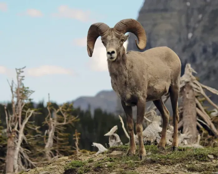 Framed Print : Big Horn Sheep, Glacier National Park, Montana, USA