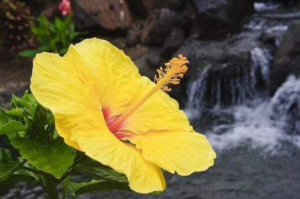 Big Island, Hawaii. Hibiscus flower the Big Island Hawaii
