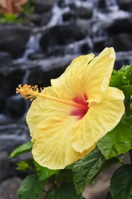 Framed Print : Big Island, Hawaii. Hibiscus flower the Big Island Hawaii