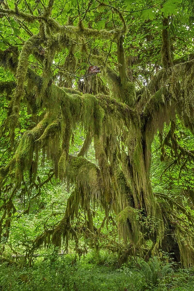 Big Leaf Maple tree draped with Club Moss, Hoh Rainforest, Olympic National Park, Washington State