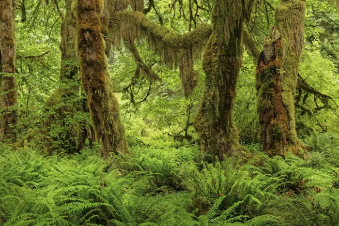Framed Print : Big Leaf Maple tree draped with Club Moss, Hoh Rainforest, Olympic National Park, Washington State Framed Print : Big Leaf Maple tree draped with Club Moss, Hoh Rainforest, Olympic National Park, Washington State