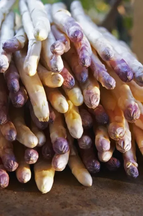 Framed Print : A big pile of white asparagus with violet tipped tip on a dark brown rusty iron table Framed Print : A big pile of white asparagus with violet tipped tip on a dark brown rusty iron table