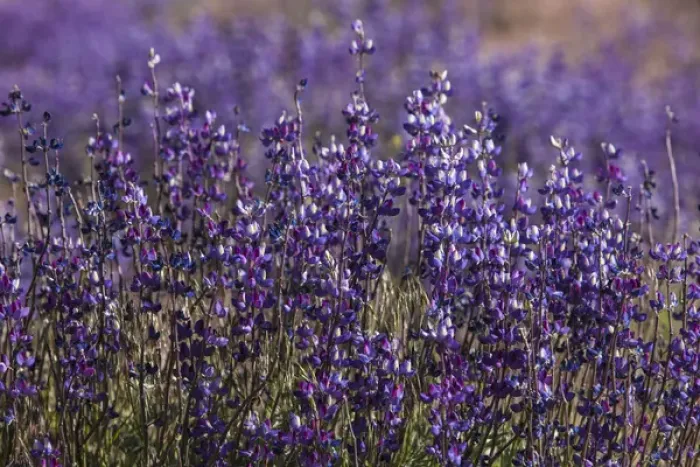 Framed Print : Big Pine Creek hillside, Eastern Sierra, California. Fields of flowering, purple lupine Framed Print : Big Pine Creek hillside, Eastern Sierra, California. Fields of flowering, purple lupine