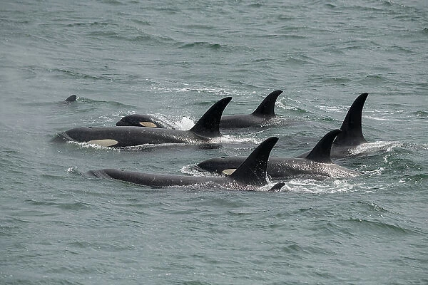 Big pod of orcas in Icy Strait a family unit