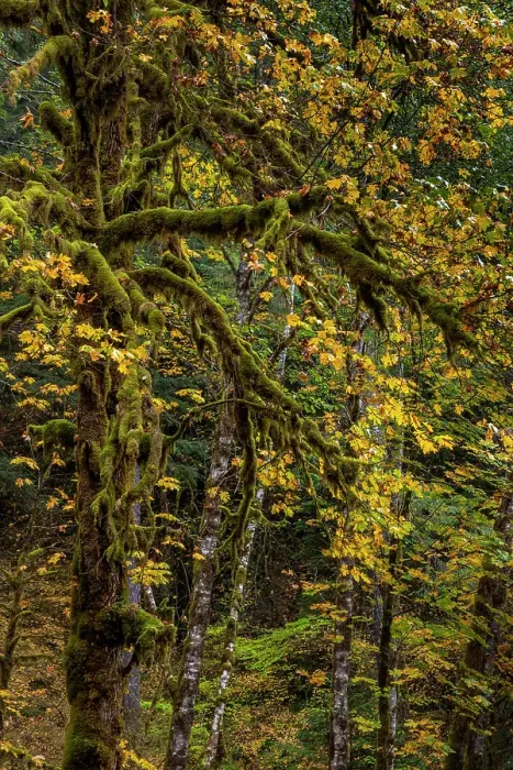 Framed Print : Big tooth maples and mossy trees in autumn in the Gifford Pinchot National Forest, Washington State, USA Framed Print : Big tooth maples and mossy trees in autumn in the Gifford Pinchot National Forest, Washington State, USA