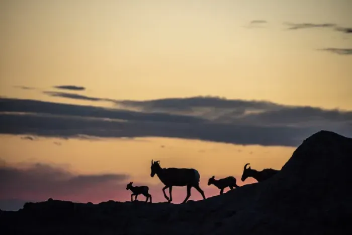 Framed Print : Bighorn ewes with lambs silhoutted against sunset sky in Badlands National Park, South Dakota Framed Print : Bighorn ewes with lambs silhoutted against sunset sky in Badlands National Park, South Dakota