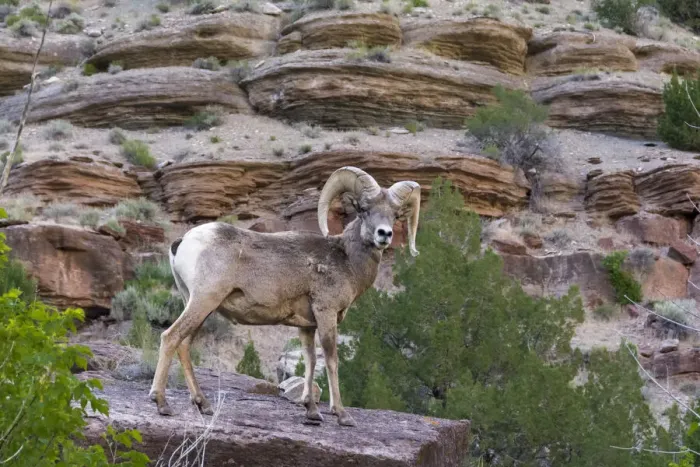 Framed Print : Bighorn ram on cliff, eye contact, Dinosaur National Monument, Utah, USA