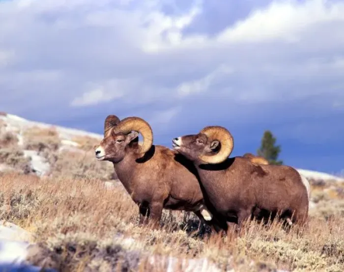 Framed Print : Two bighorn rams (Ovis canadensis) on grassy slope, Whiskey Mountain, Wyoming