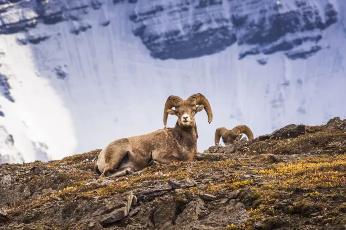 Framed Print : Bighorn rams on Wilcox Ridge under Mount Athabasca, Jasper National Park, Alberta, Canada Framed Print : Bighorn rams on Wilcox Ridge under Mount Athabasca, Jasper National Park, Alberta, Canada