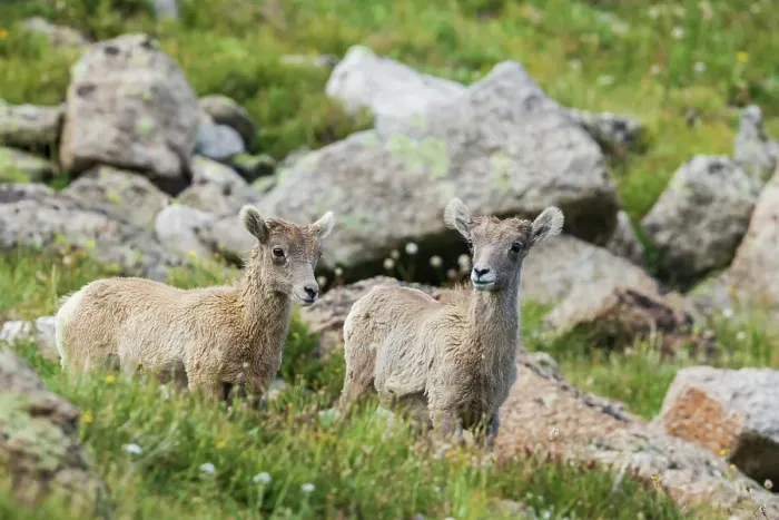 Framed Print : Bighorn sheep, curious lambs overlooking the Colorado alpine country, USA Framed Print : Bighorn sheep, curious lambs overlooking the Colorado alpine country, USA