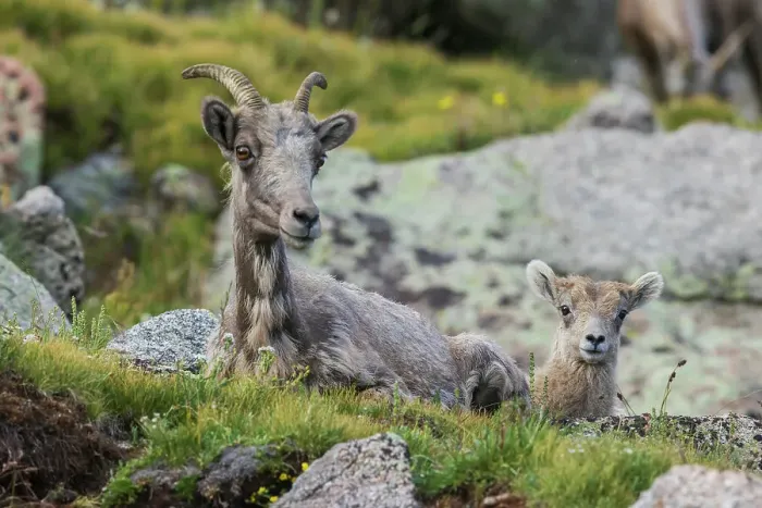 Framed Print : Bighorn sheep, ewe and lamb resting