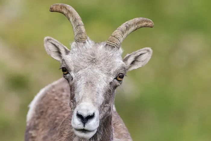 Framed Print : Bighorn sheep ewe portrait, Colorado alpine country, USA