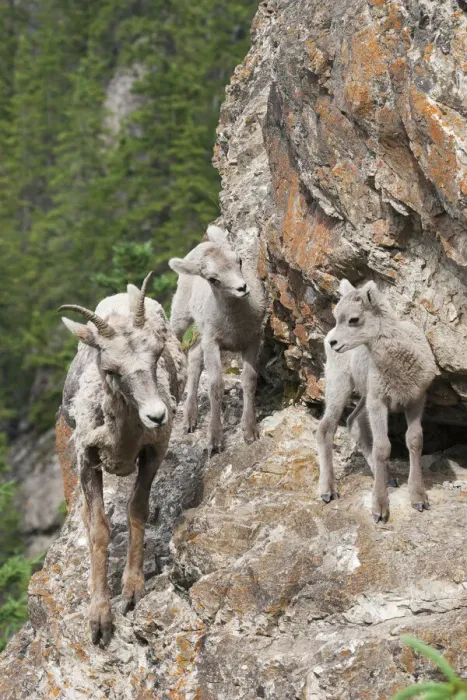 Framed Print : Bighorn Sheep Ewe with young twins Framed Print : Bighorn Sheep Ewe with young twins