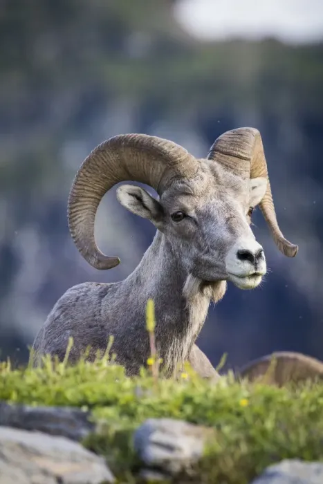 Framed Print : Bighorn sheep, Glacier National Park, Montana, USA Framed Print : Bighorn sheep, Glacier National Park, Montana, USA