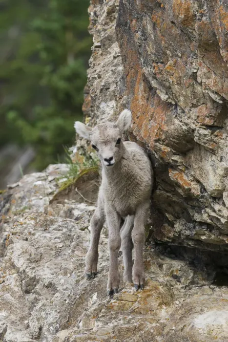 Framed Print : Bighorn Sheep Lamb Framed Print : Bighorn Sheep Lamb