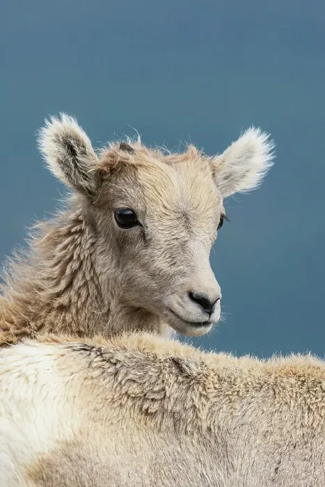 Framed Print : Bighorn sheep lambs, close-up portrait, Colorado alpine country, USA Framed Print : Bighorn sheep lambs, close-up portrait, Colorado alpine country, USA