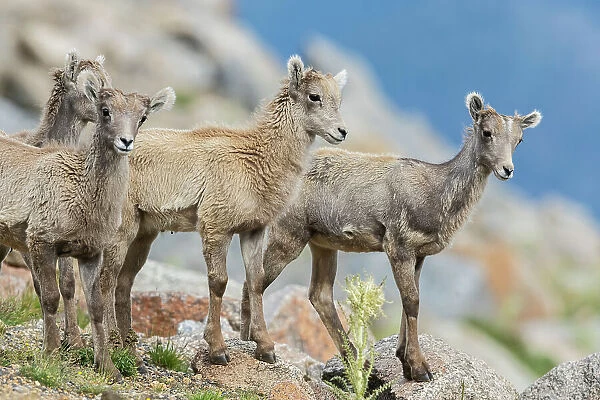 Bighorn sheep lambs, curious youngsters of the alpine country, . USA, Colorado