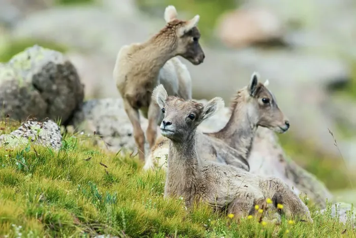 Framed Print : Bighorn sheep lambs resting, Colorado alpine country, USA