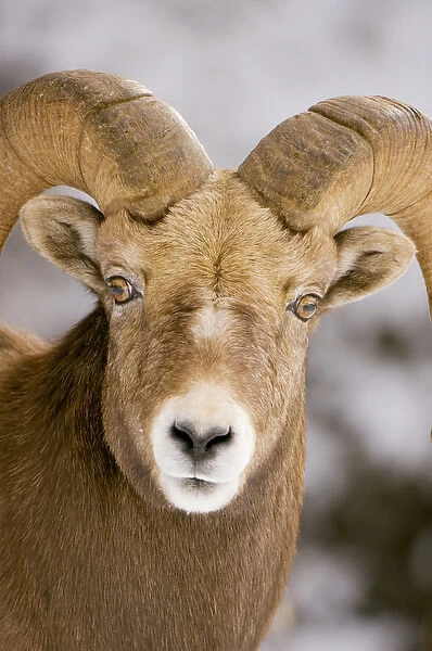 Bighorn sheep, Ovis canadensis, Maligne Canyon, Jasper National Park, Alberta, Rocky