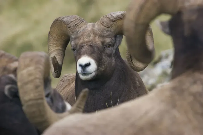 Framed Print : Bighorn Sheep Ram