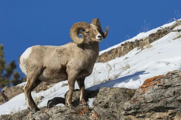 Framed Print : Bighorn sheep ram