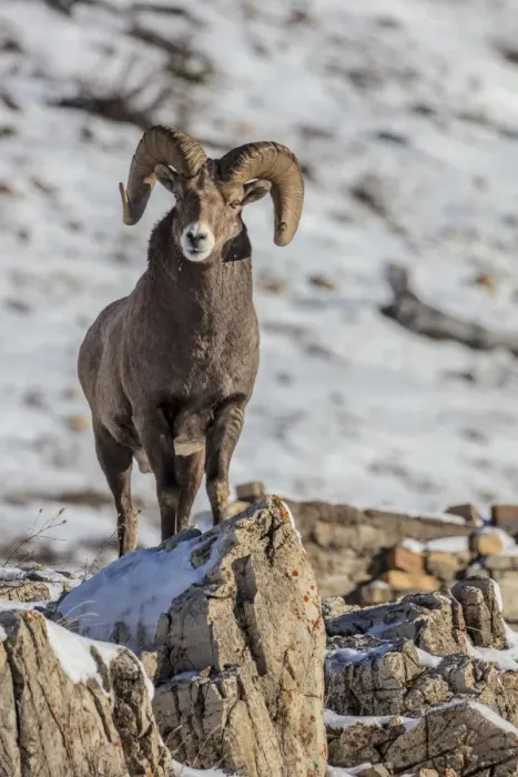 Framed Print : Bighorn sheep ram in ealry winter in Glacier National Park, Montana, USA Framed Print : Bighorn sheep ram in ealry winter in Glacier National Park, Montana, USA