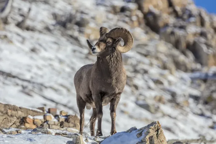 Framed Print : Bighorn sheep ram in ealry winter in Glacier National Park, Montana, USA