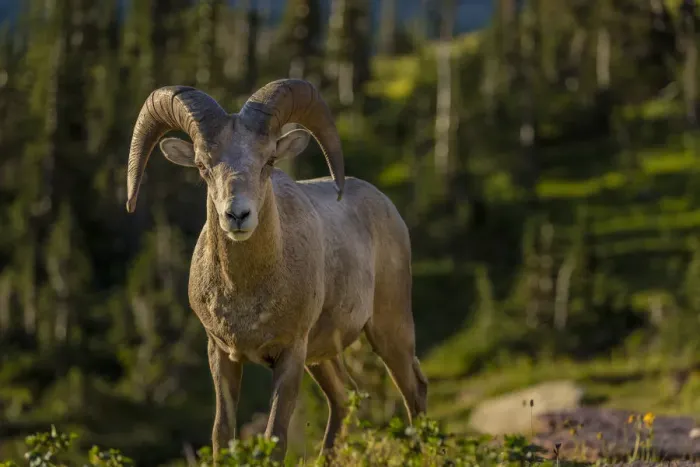 Framed Print : Bighorn sheep ram in Glacier National Park, Montana, USA