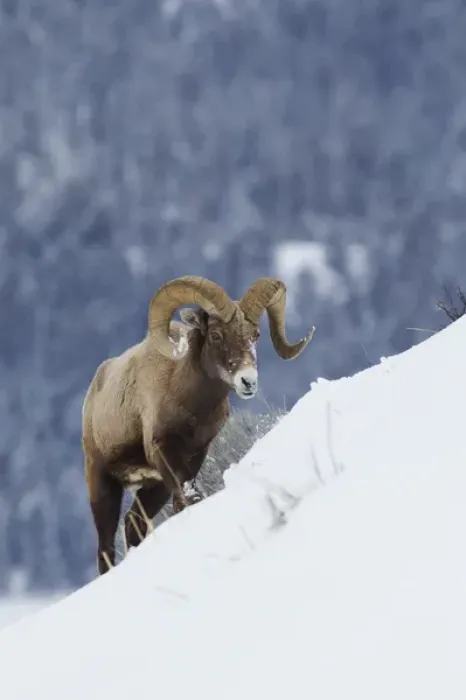 Framed Print : Bighorn Sheep Ram on Winter Range